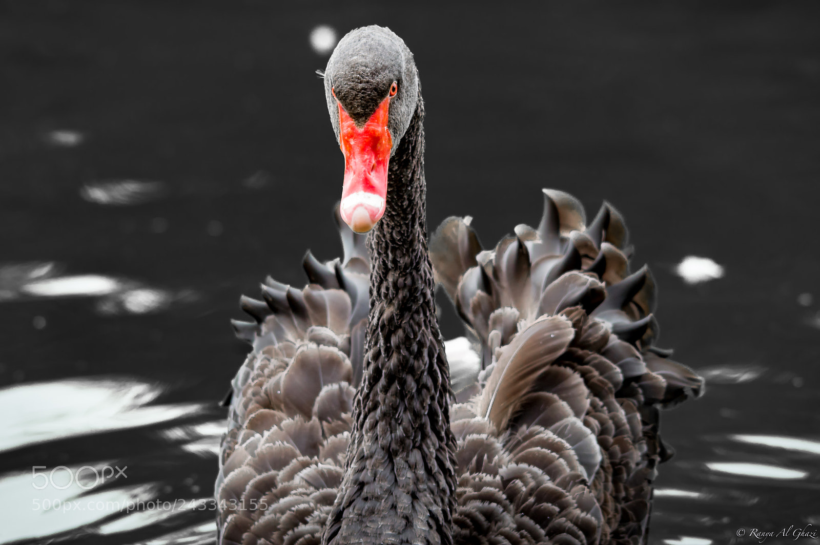 Nikon D3200 sample photo. Black swan photography