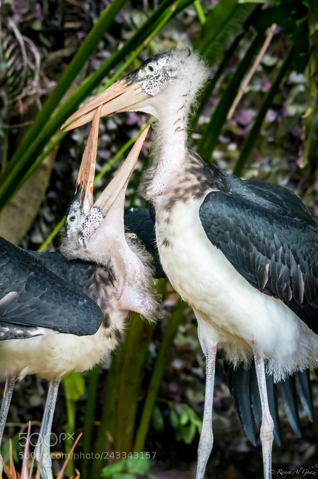 Nikon D3200 sample photo. Juvenile marabou stork photography