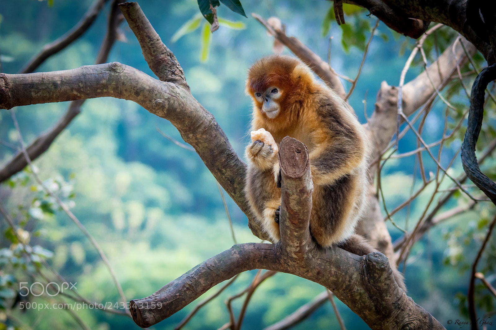 Nikon D3200 sample photo. Golden snun-nosed monkey photography