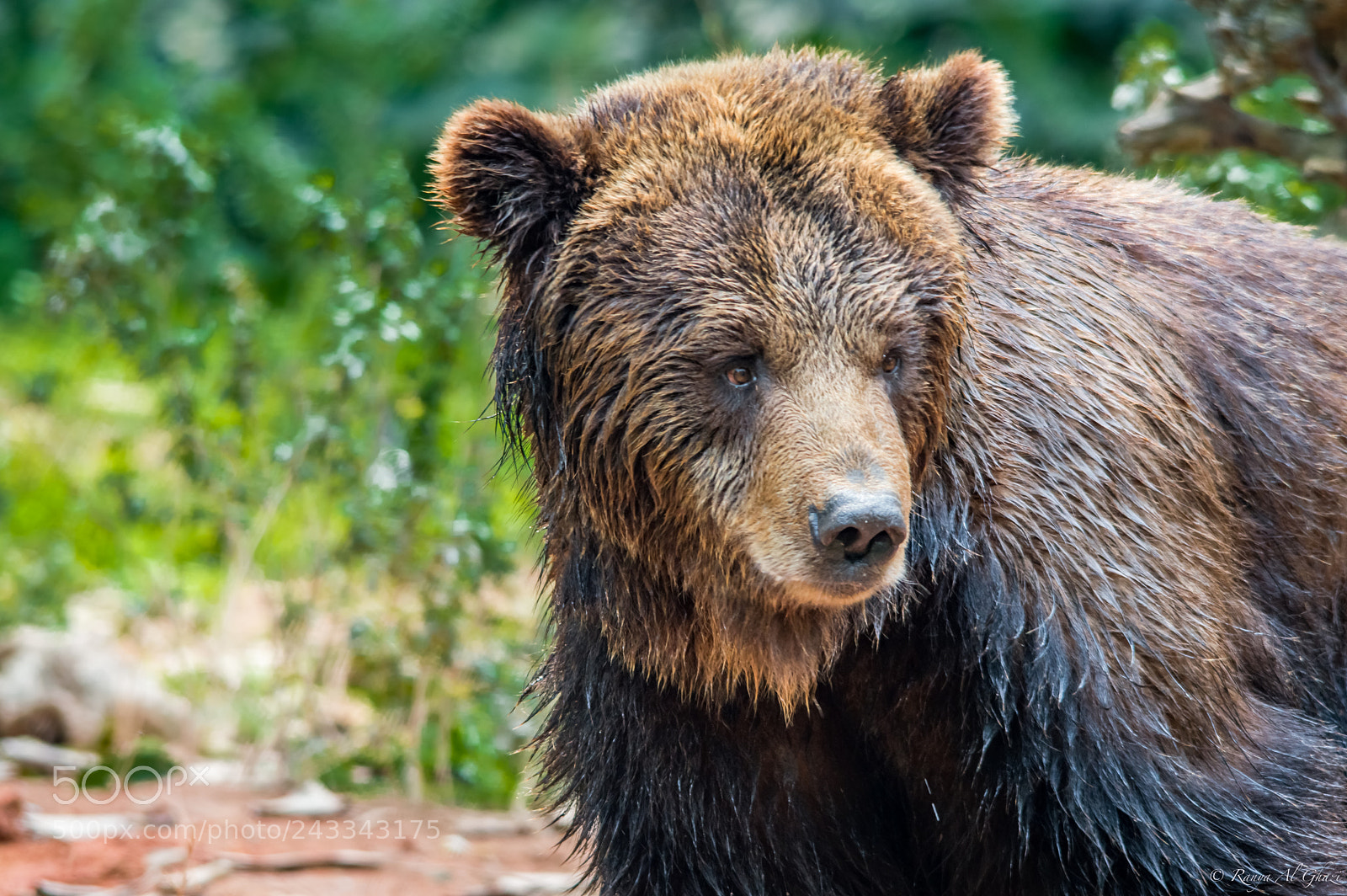 Nikon D3200 sample photo. Brown bear photography