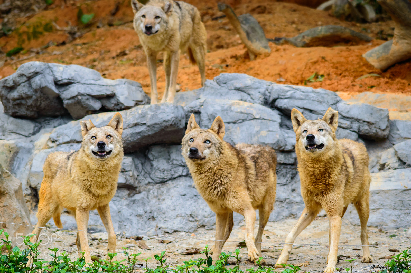 Nikon D3200 sample photo. Red wolf photography