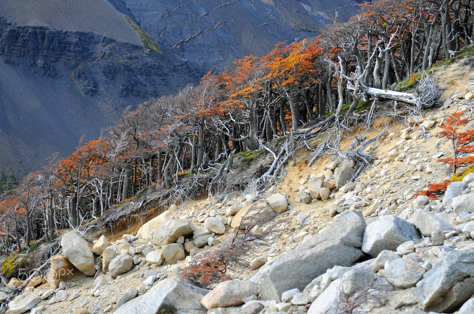 Nikon D300 sample photo. Torre del paine photography