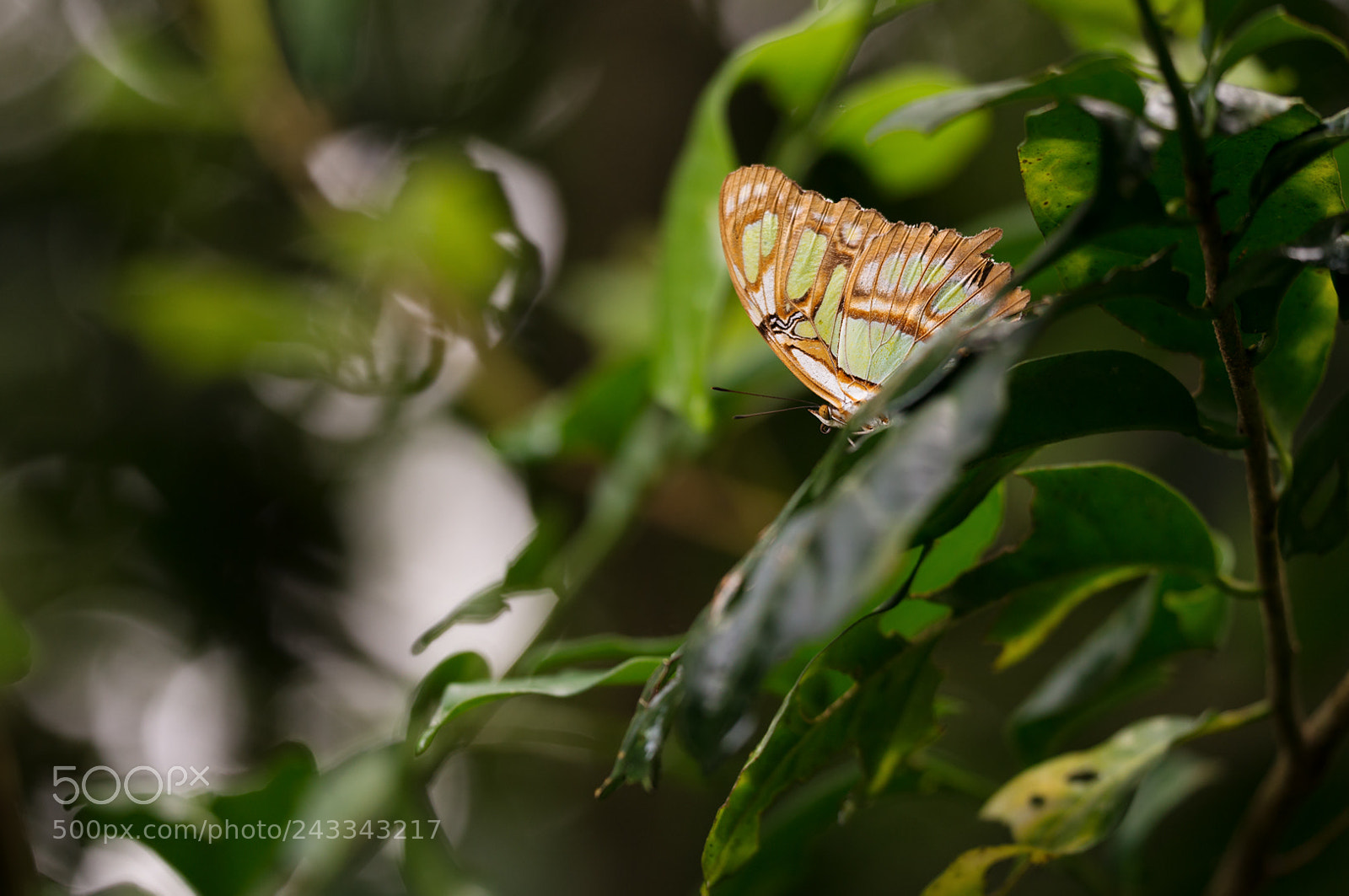 Nikon D800 sample photo. - siproeta stelenes - photography