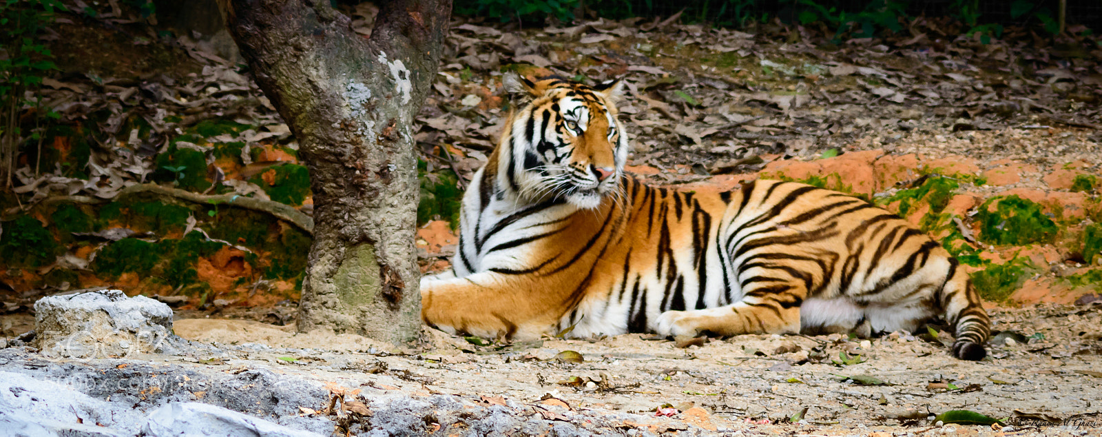 Nikon D3200 sample photo. Bengal tiger photography