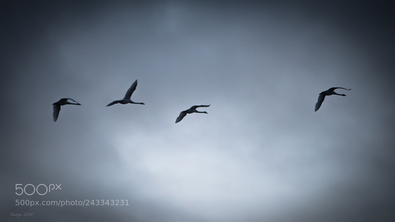 Nikon D600 sample photo. Winter silhuettes photography