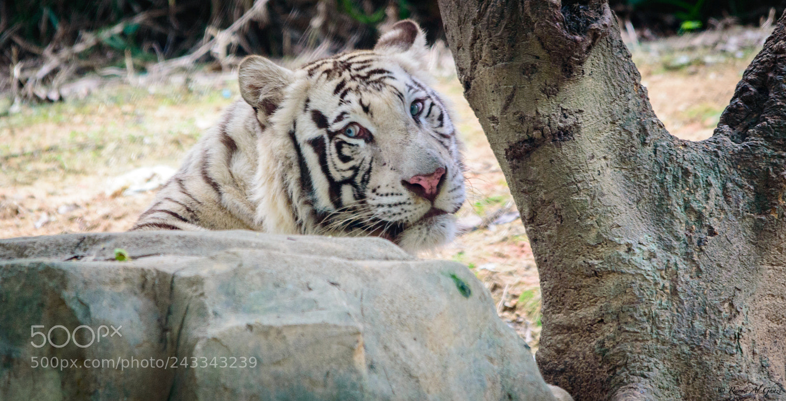 Nikon D3200 sample photo. White tiger photography
