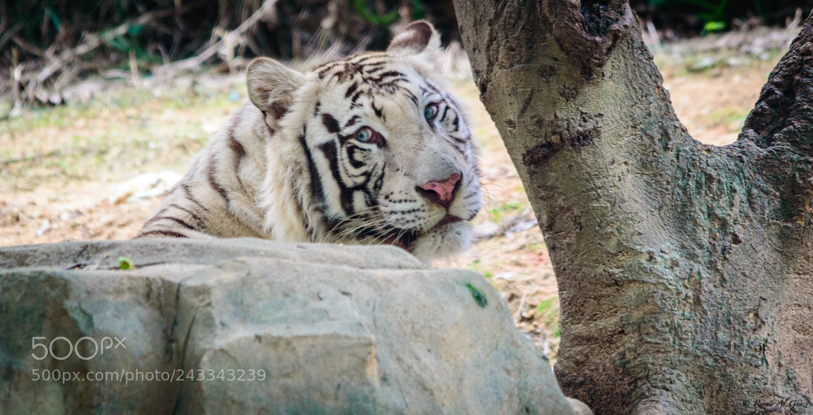 Nikon D3200 sample photo. White tiger photography