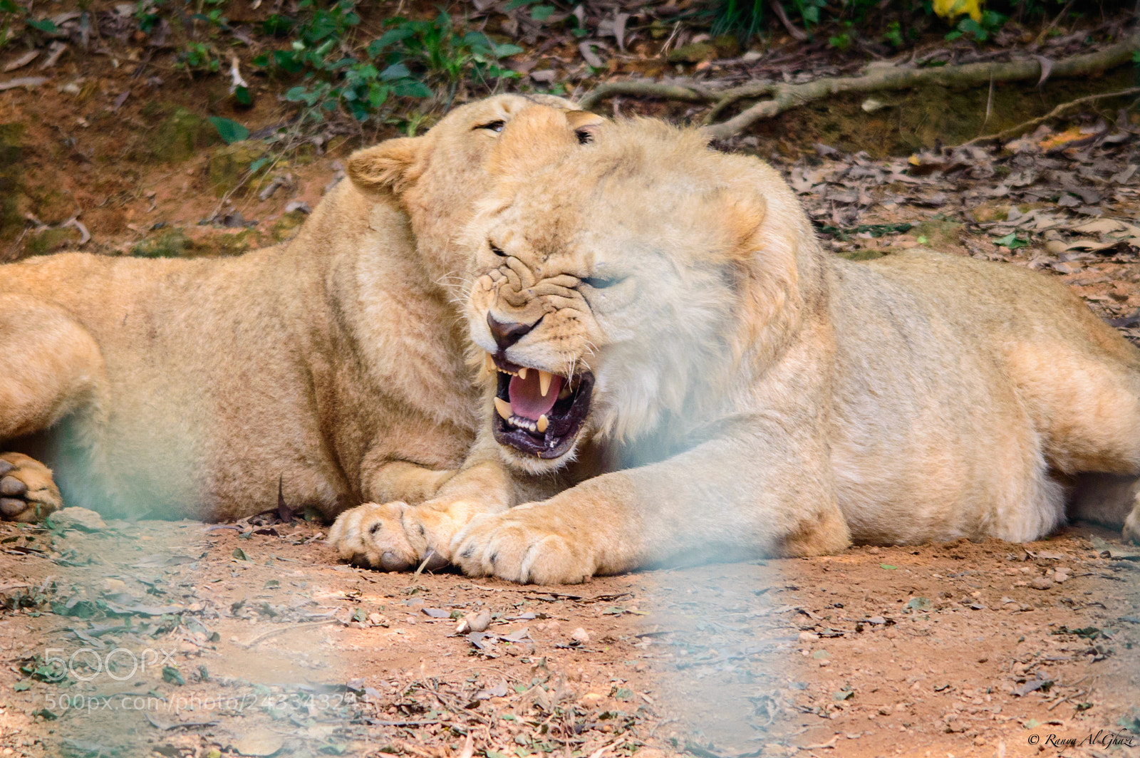 Nikon D3200 sample photo. Asiatic king & queen photography