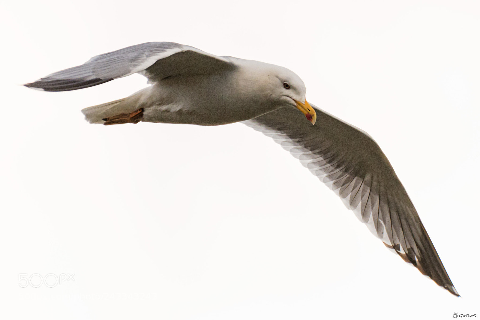 Nikon D800 sample photo. Gaviota argentea (larus argentatus) photography
