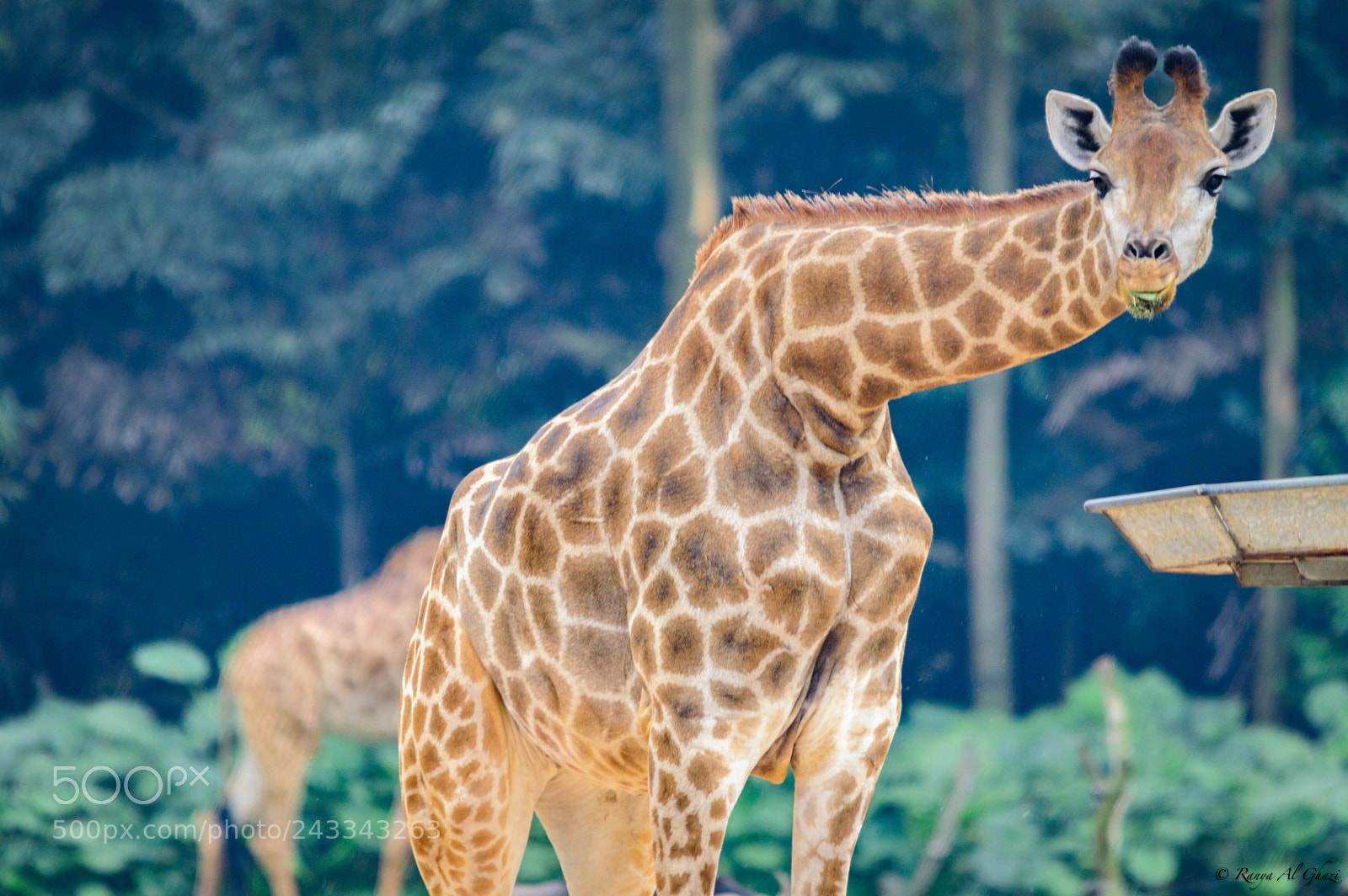 Nikon D3200 sample photo. Giraffe photography