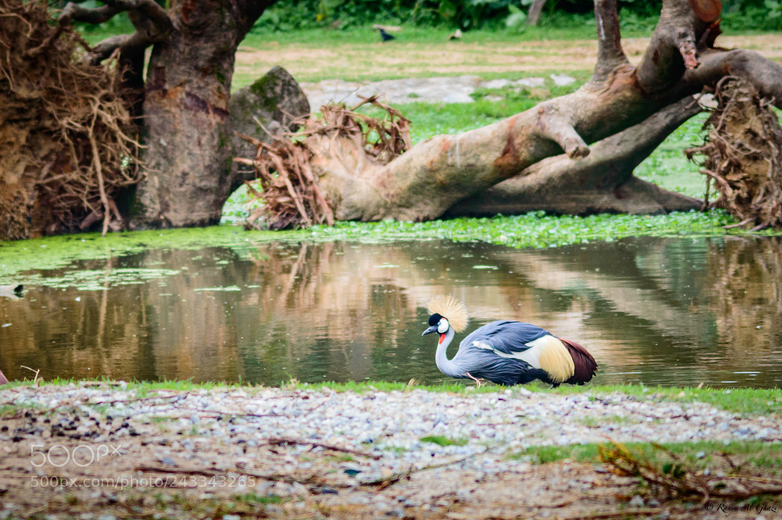 Nikon D3200 sample photo. Grey crowned crane photography