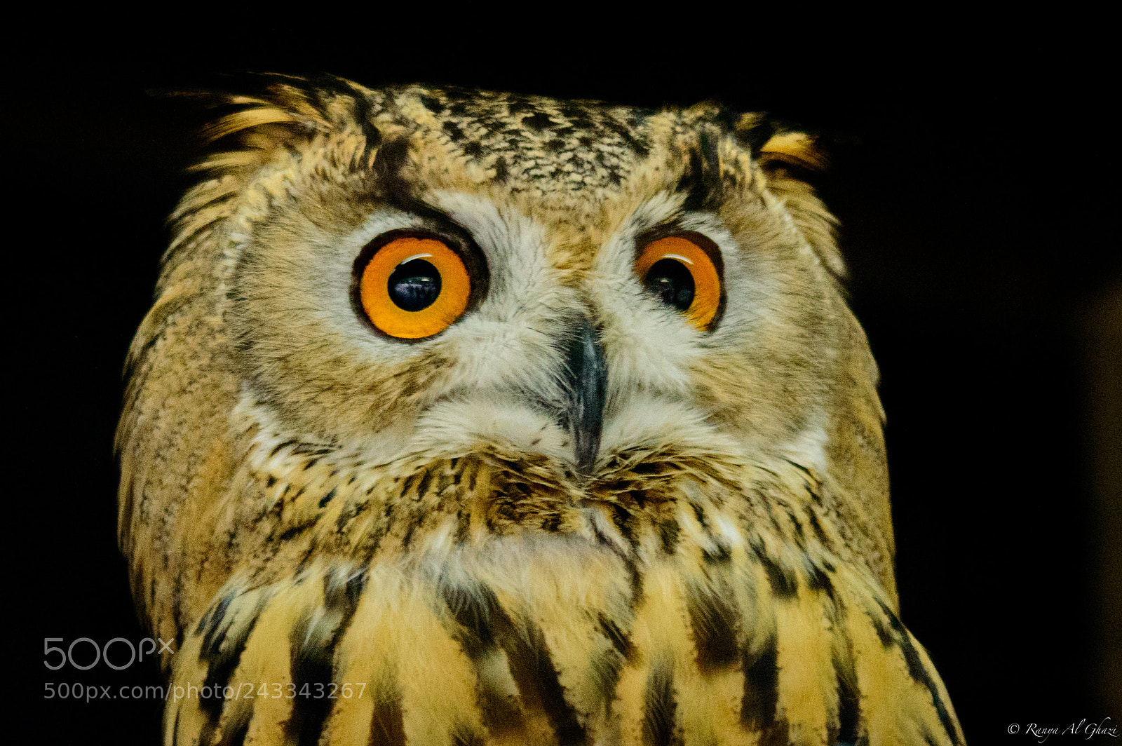 Nikon D3200 sample photo. Eurasian eagle-owl photography