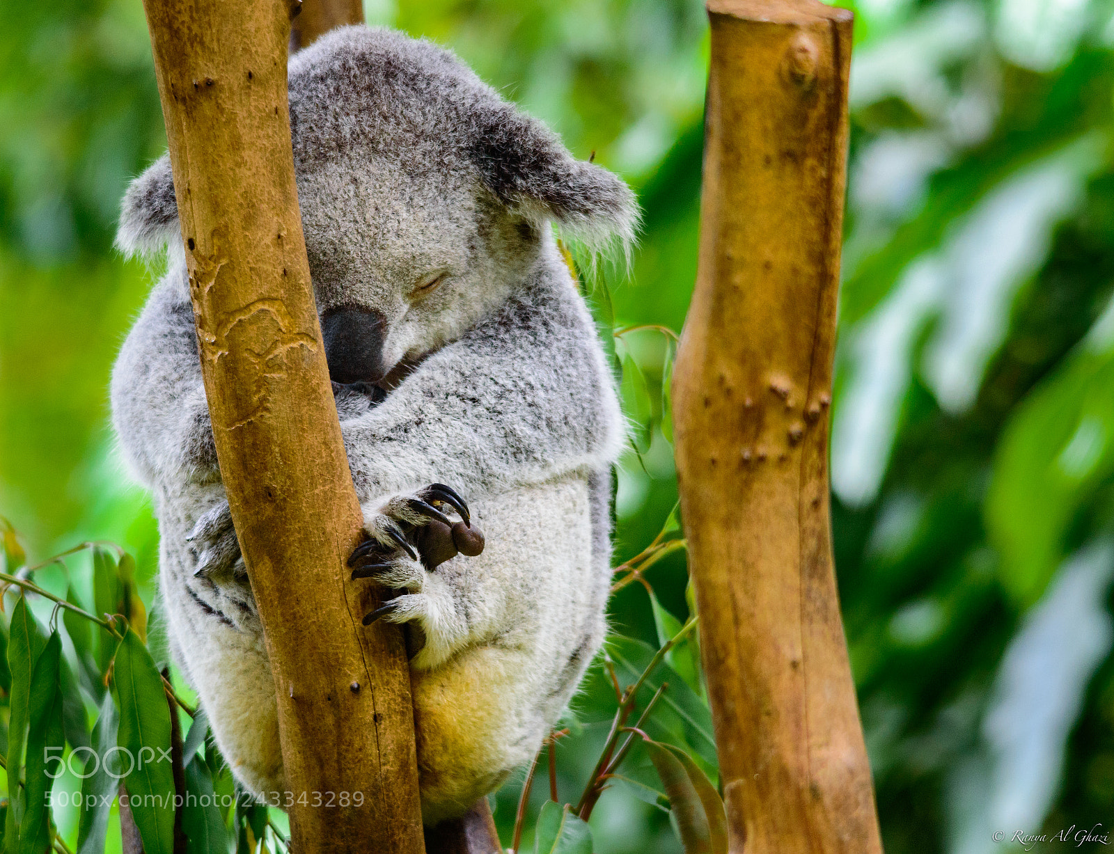 Nikon D3200 sample photo. Koala photography