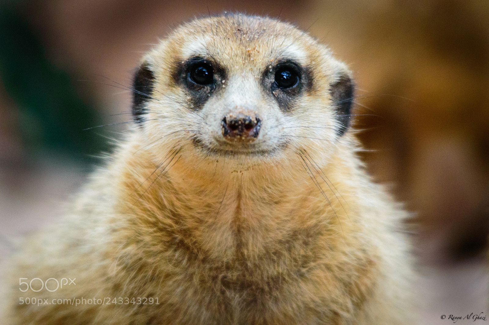 Nikon D3200 sample photo. Meercat photography