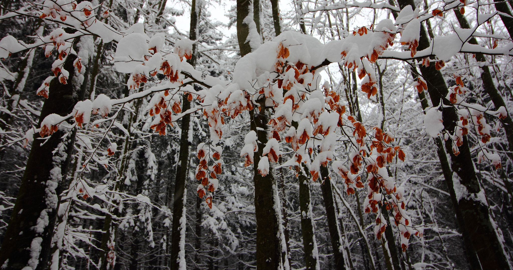 Canon EOS 550D (EOS Rebel T2i / EOS Kiss X4) sample photo. Under the snow photography