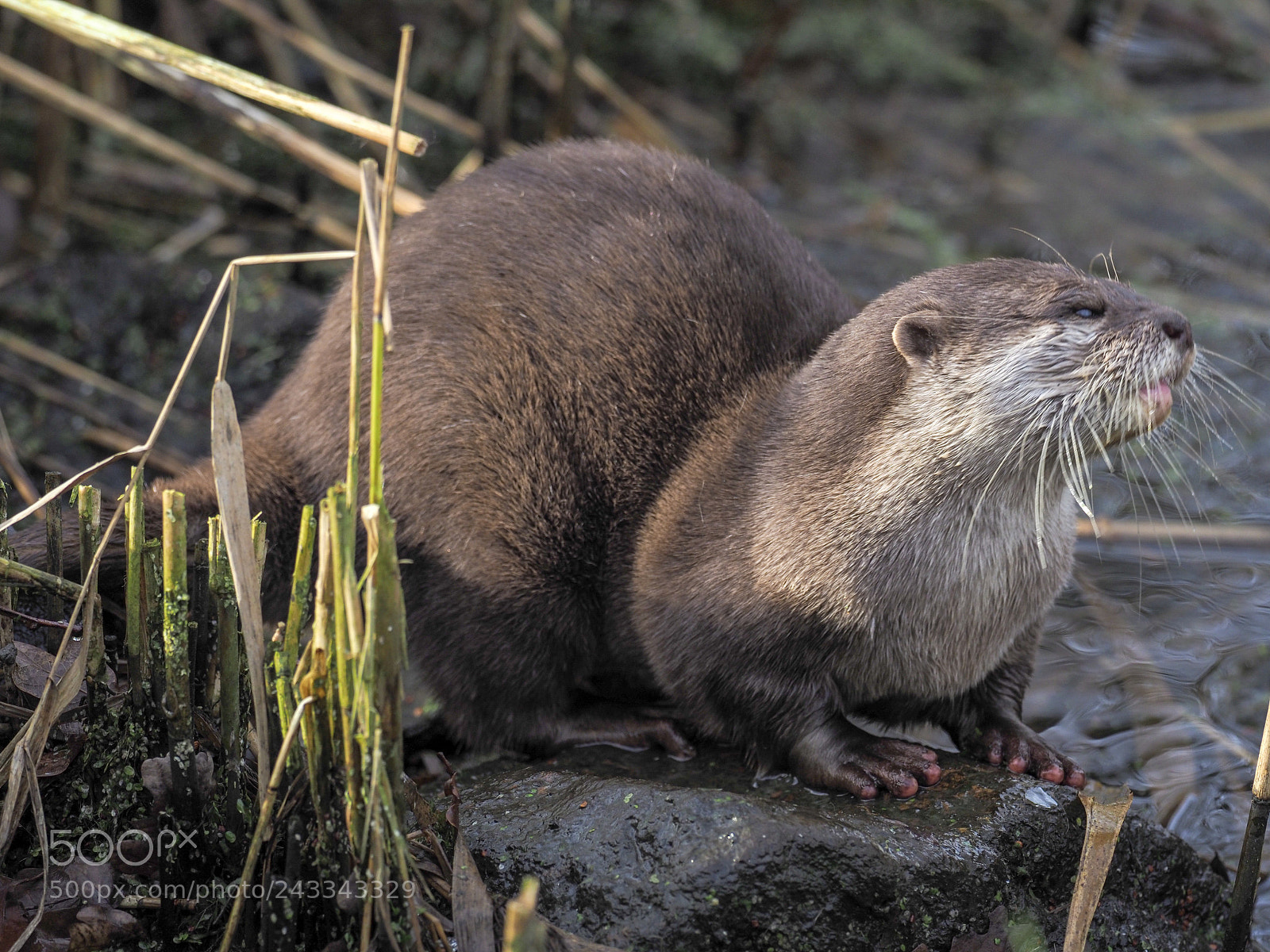 Olympus OM-D E-M1 Mark II sample photo. Otter photography