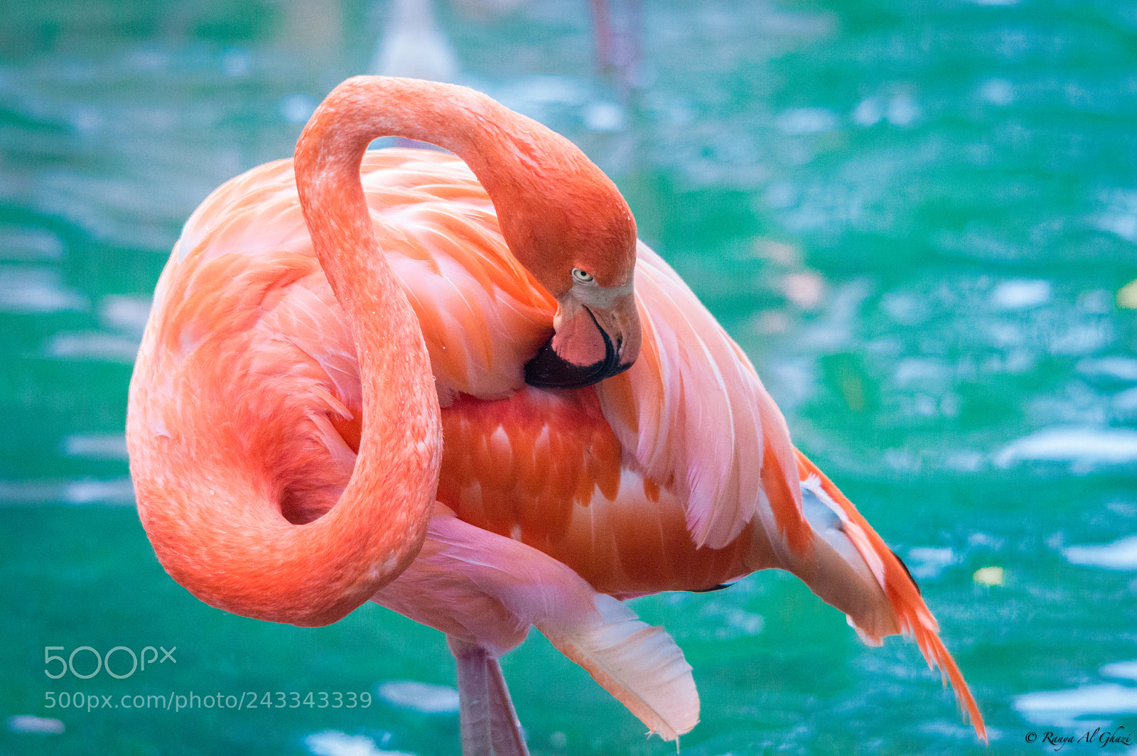Nikon D3200 sample photo. Greater flamingo photography