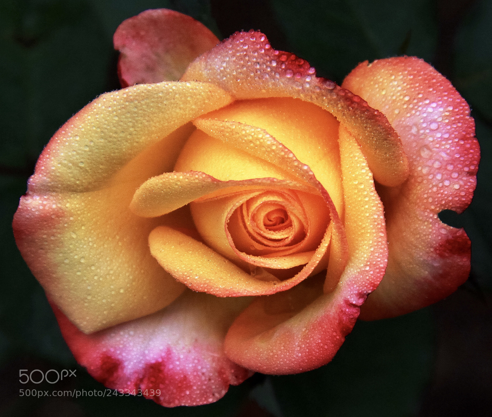 Canon EOS 50D sample photo. Morning  beauty photography