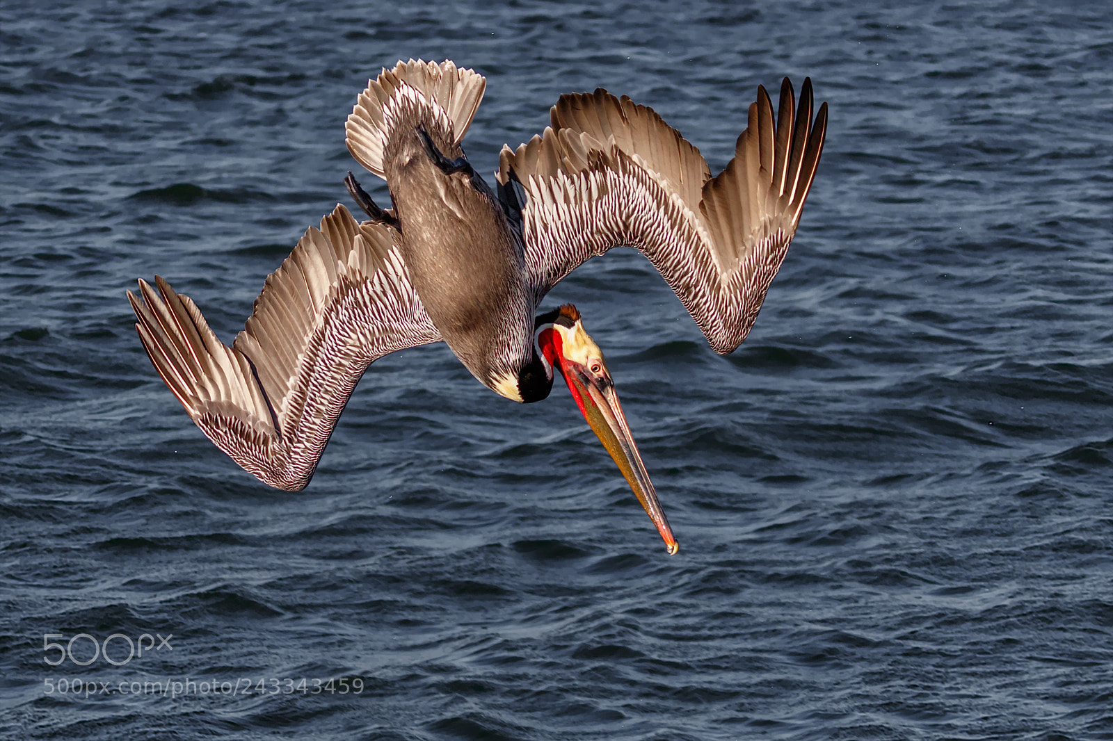Canon EOS 7D Mark II sample photo. The dive photography