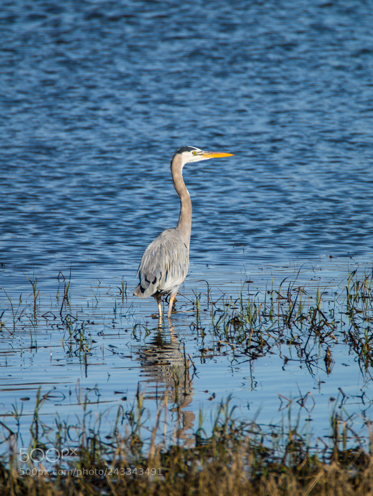 Sony SLT-A58 sample photo. Great blue heron photography