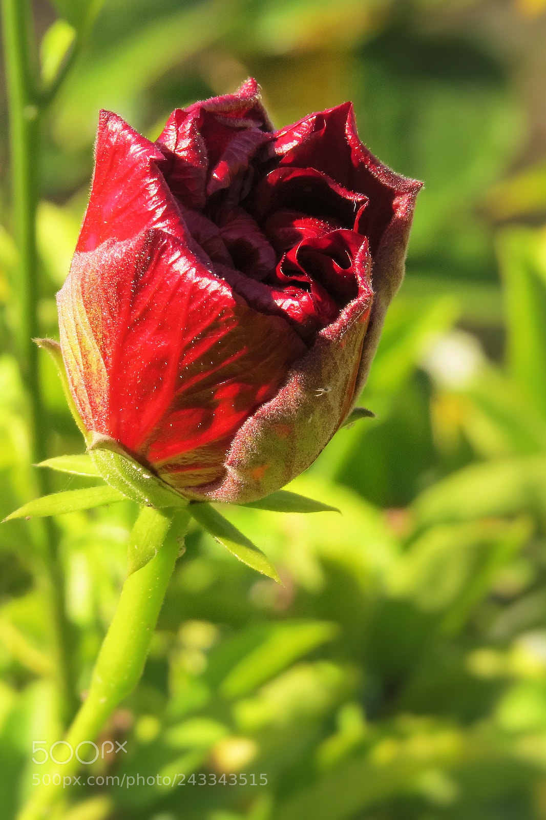 Canon PowerShot SX50 HS sample photo. Beautiful red rose () photography