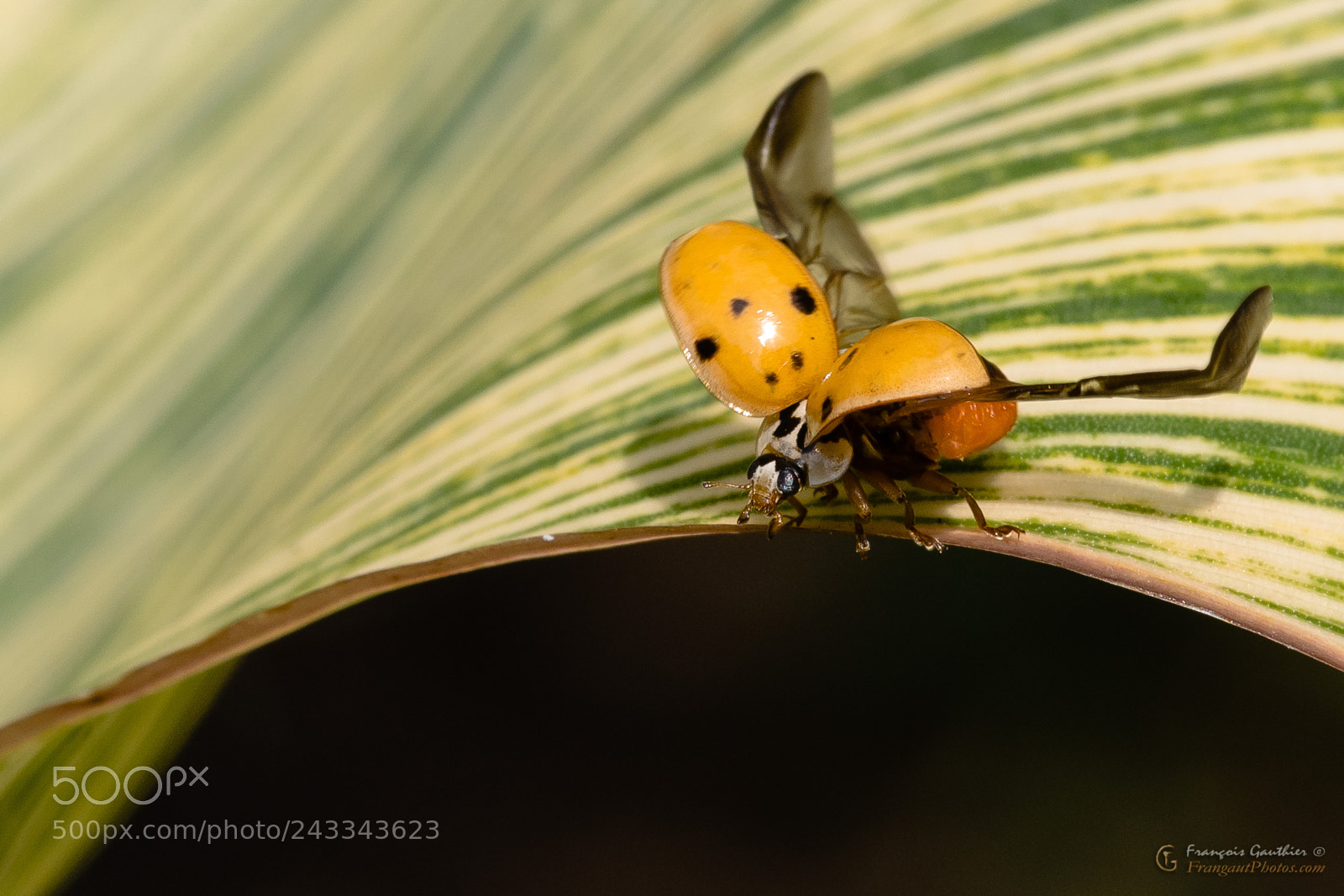Nikon D500 sample photo. Coccinelle photography