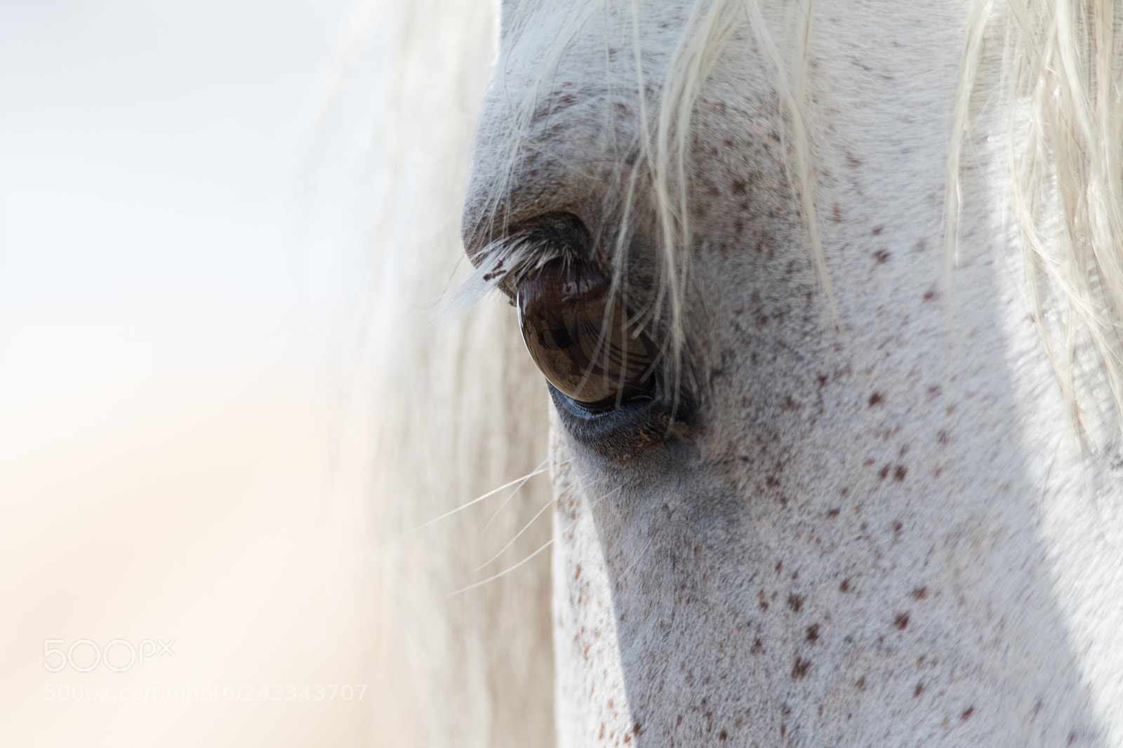 Canon EOS 7D Mark II sample photo. Silver stallion photography