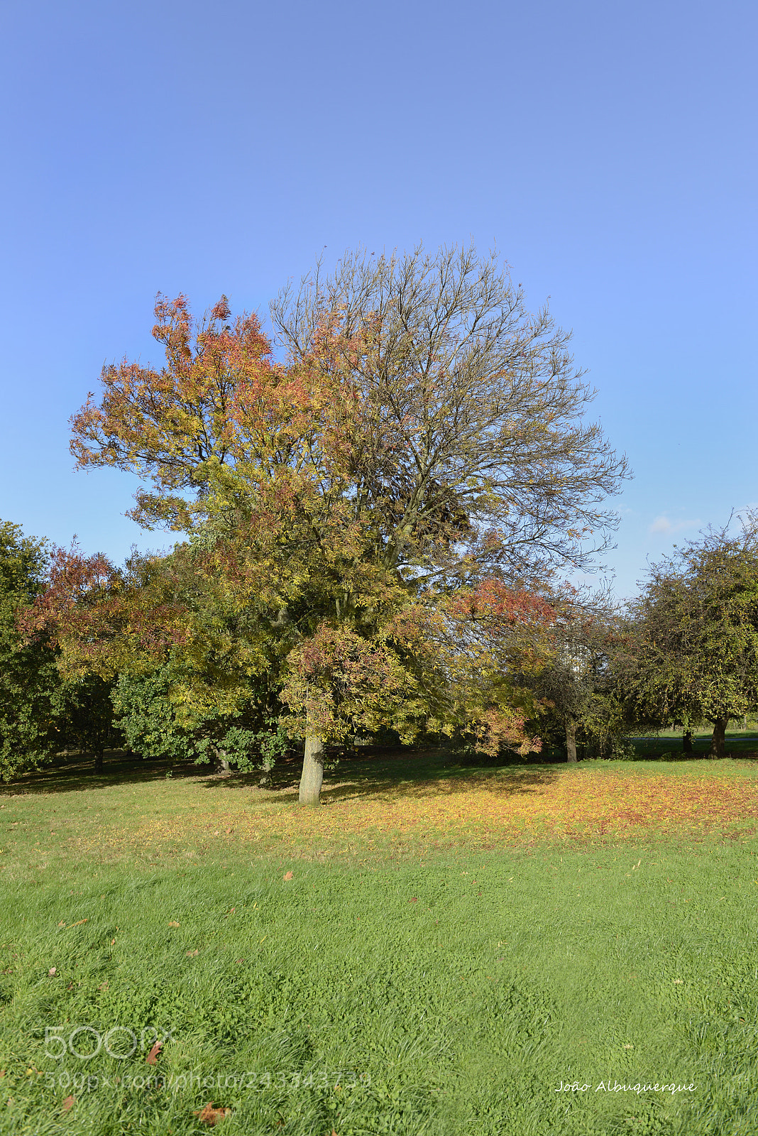 Nikon D600 sample photo. Autumn tree photography