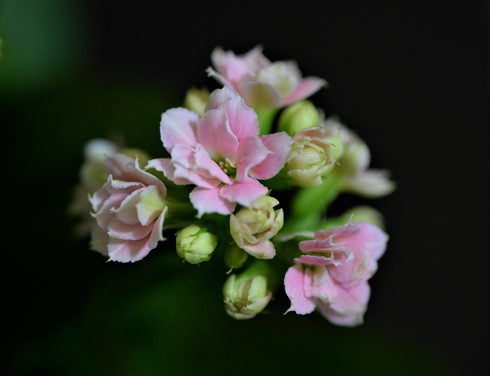 Sigma 105mm F2.8 EX DG OS HSM sample photo