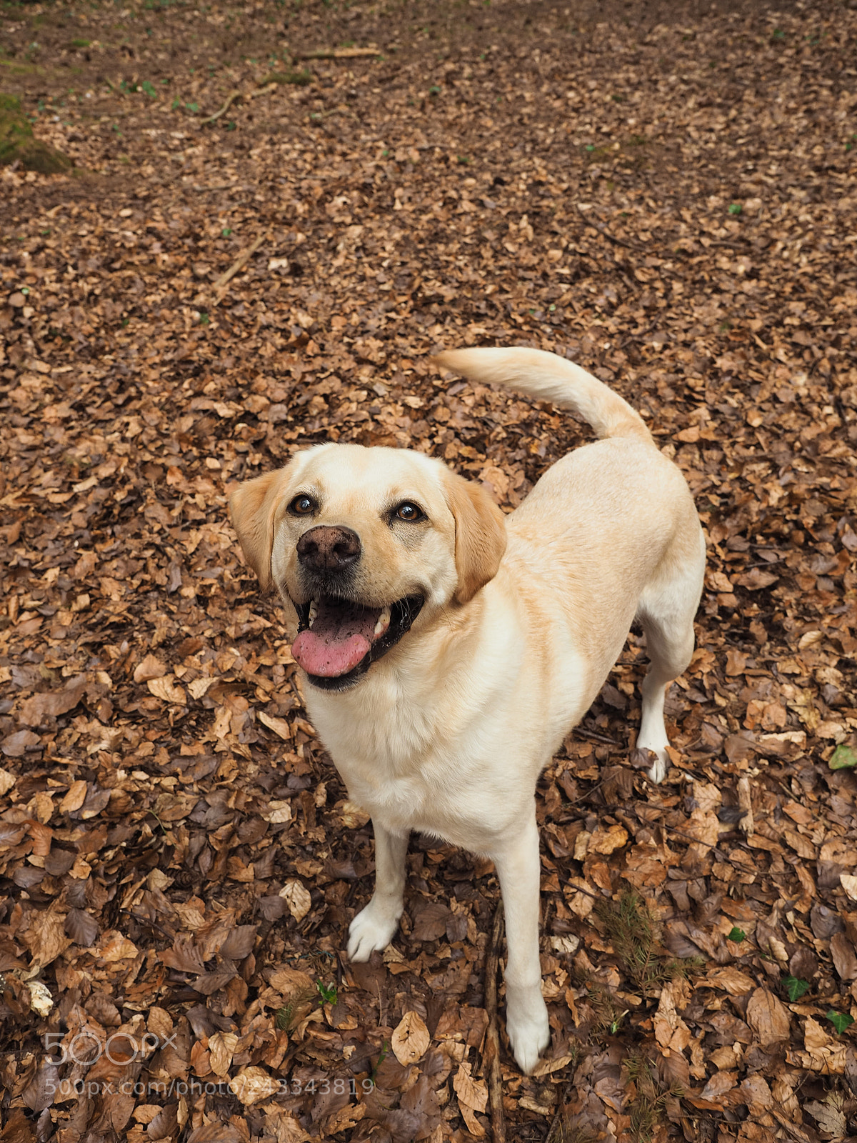 Olympus OM-D E-M5 II sample photo. Woof! photography