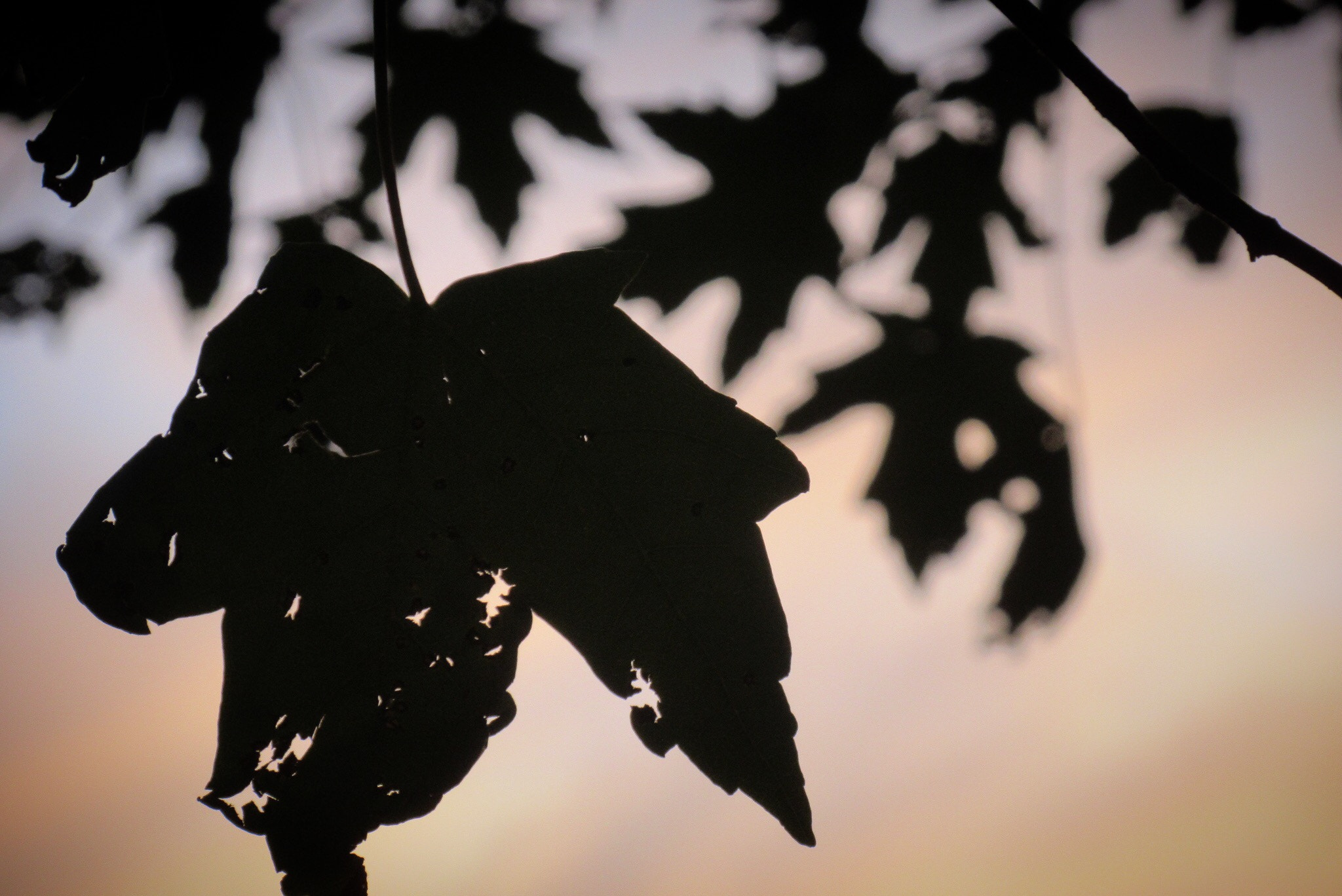 Canon PowerShot ELPH 350 HS (IXUS 275 HS / IXY 640) sample photo. Leave me alone bokeh photography