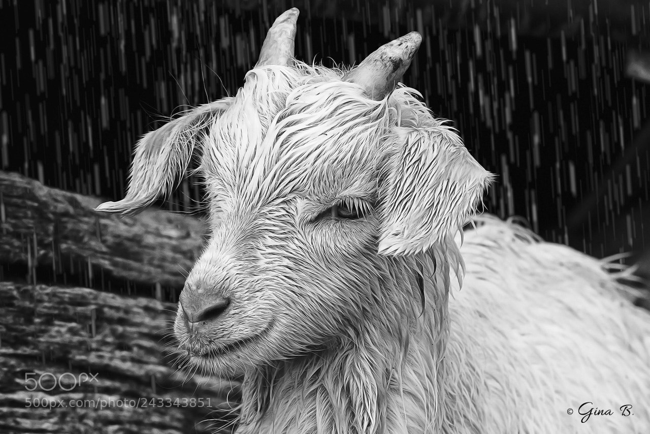 Nikon D300 sample photo. Little goat under the photography