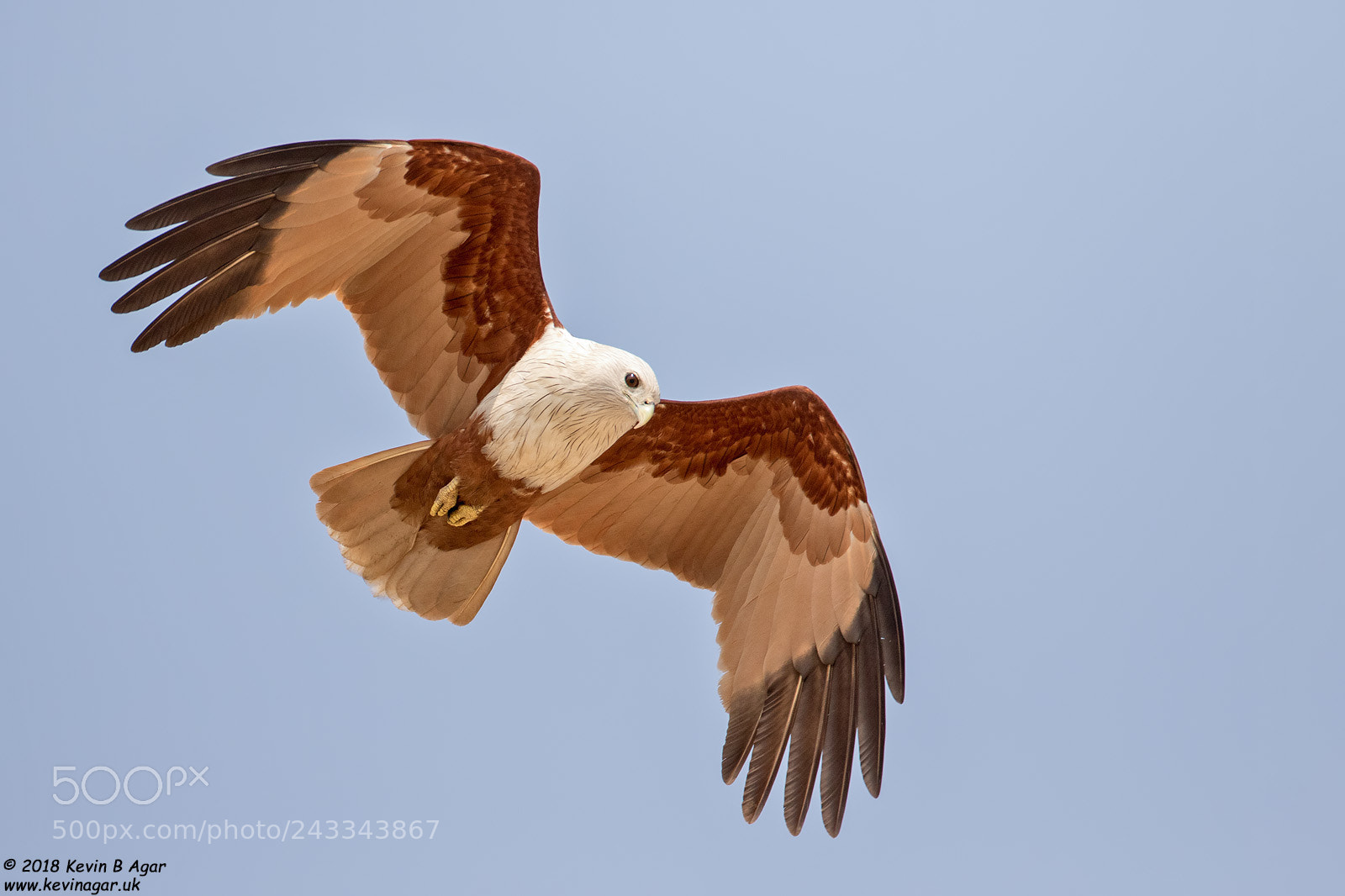 Canon EOS 7D Mark II sample photo. Brahminy kite, haliastur indus photography