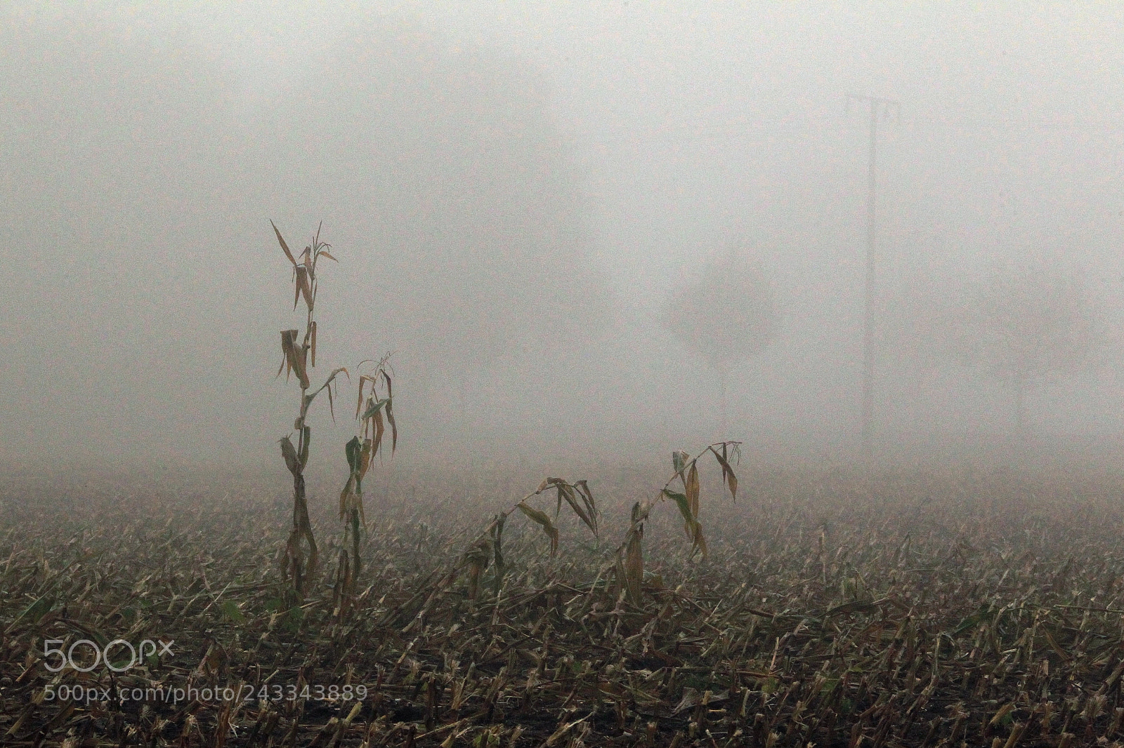 Canon EOS-1D Mark IV sample photo. Untitled photography