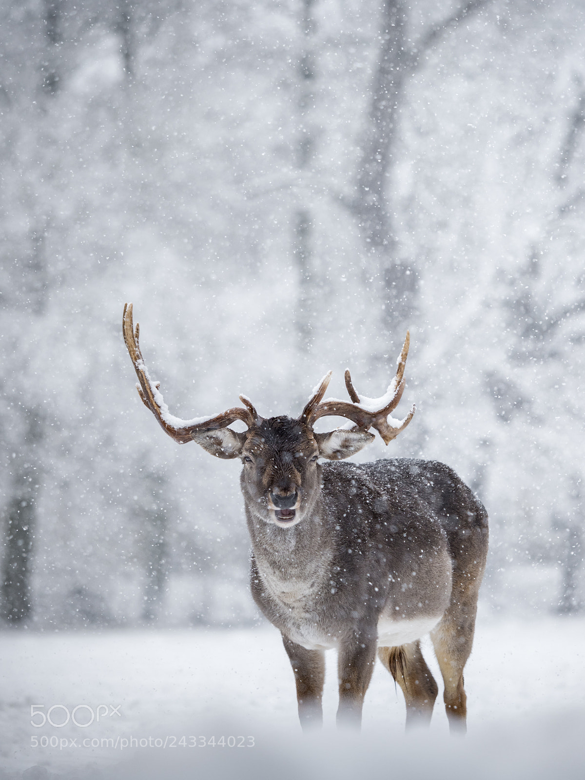Olympus OM-D E-M1 Mark II sample photo. Fallow deer photography