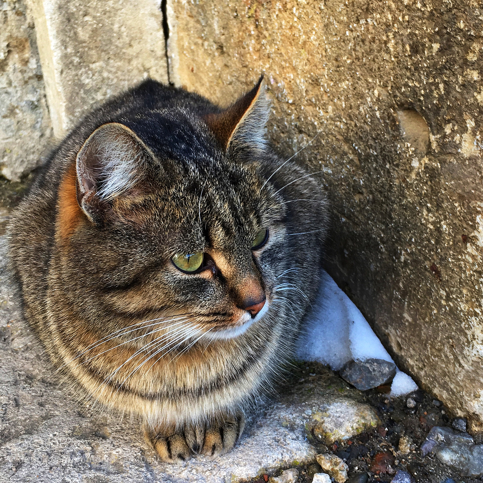 Apple iPhone SE sample photo. Domestic cat photography