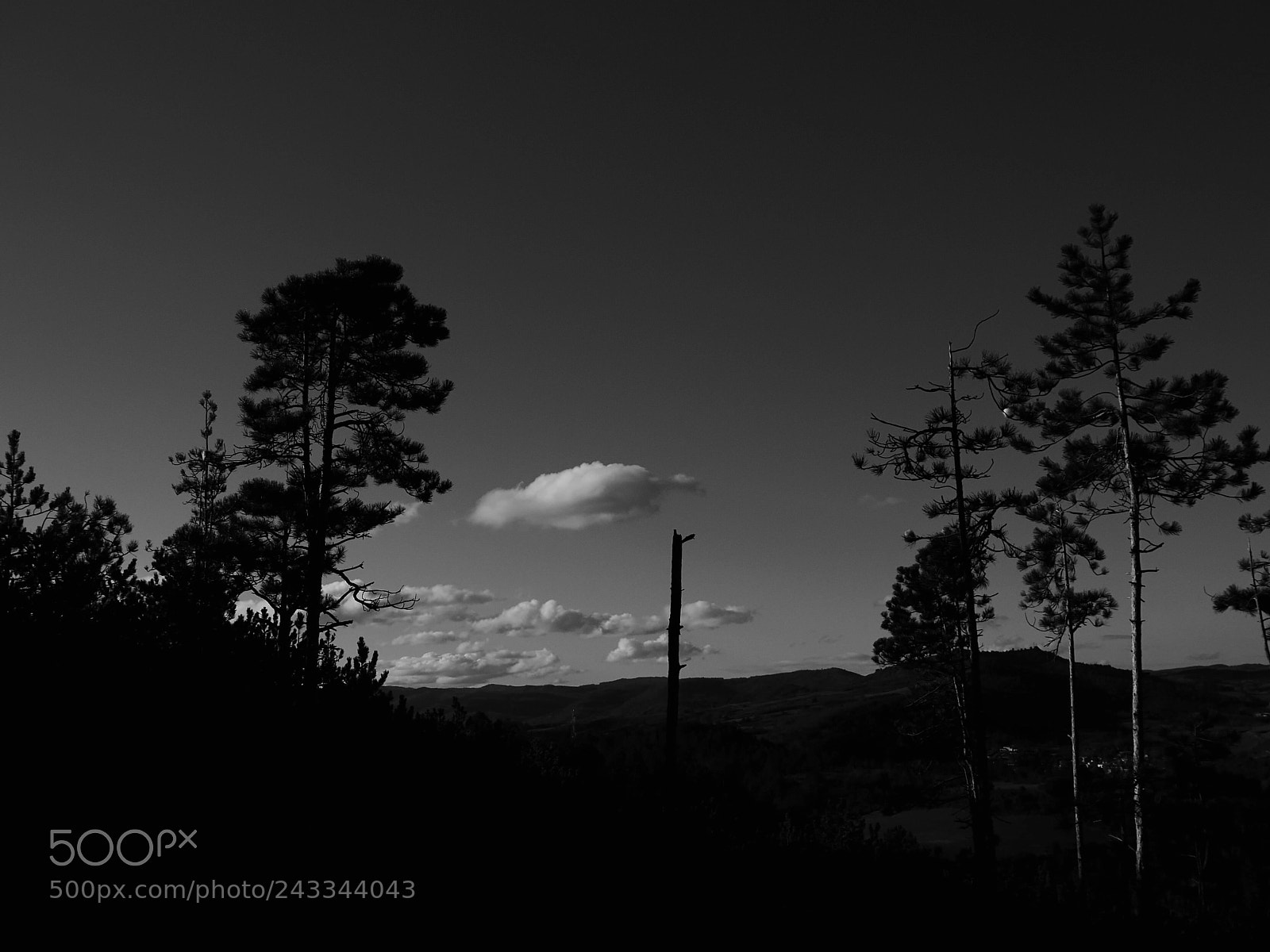 Panasonic Lumix DMC-GX85 (Lumix DMC-GX80 / Lumix DMC-GX7 Mark II) sample photo. Dead pine photography