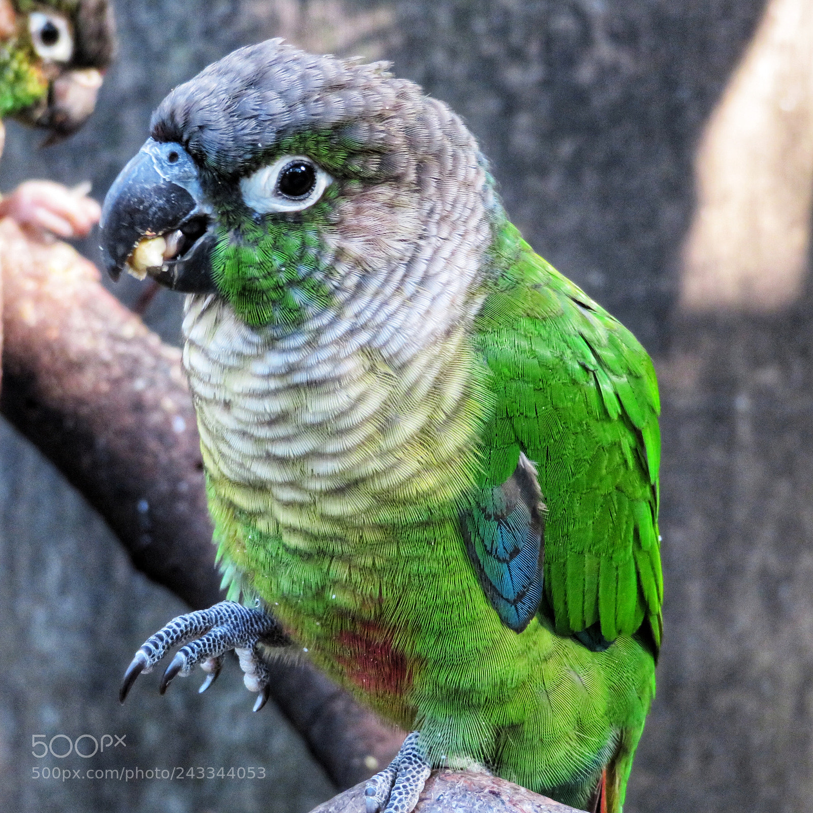 Canon PowerShot SX720 HS sample photo. Green-cheeked parakeet chewing photography