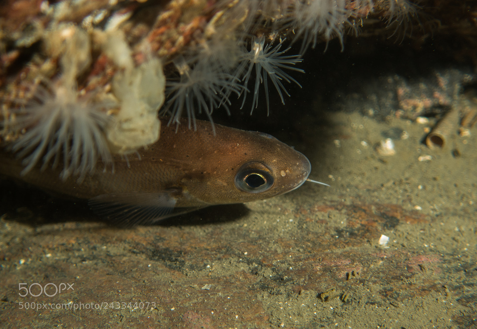 Sony DSC-RX100M5 sample photo. Diving in norway photography