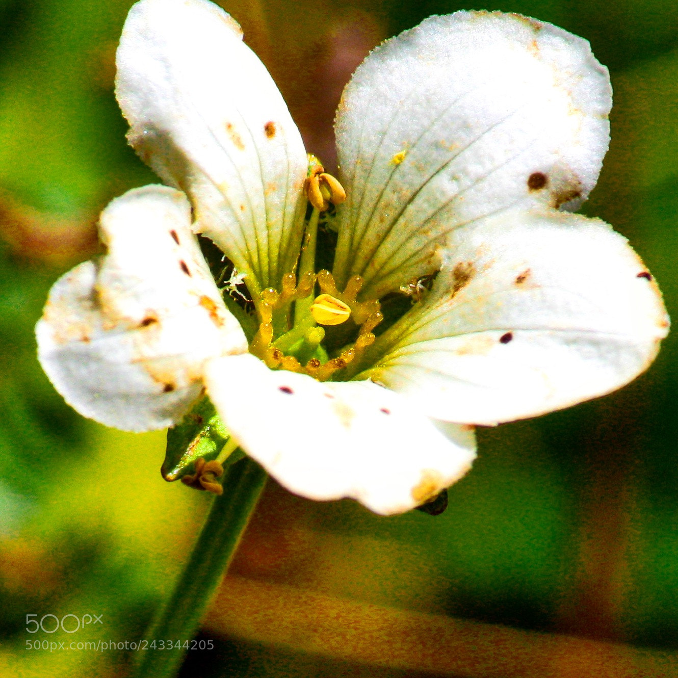 Canon EOS 1000D (EOS Digital Rebel XS / EOS Kiss F) sample photo. White flower photography