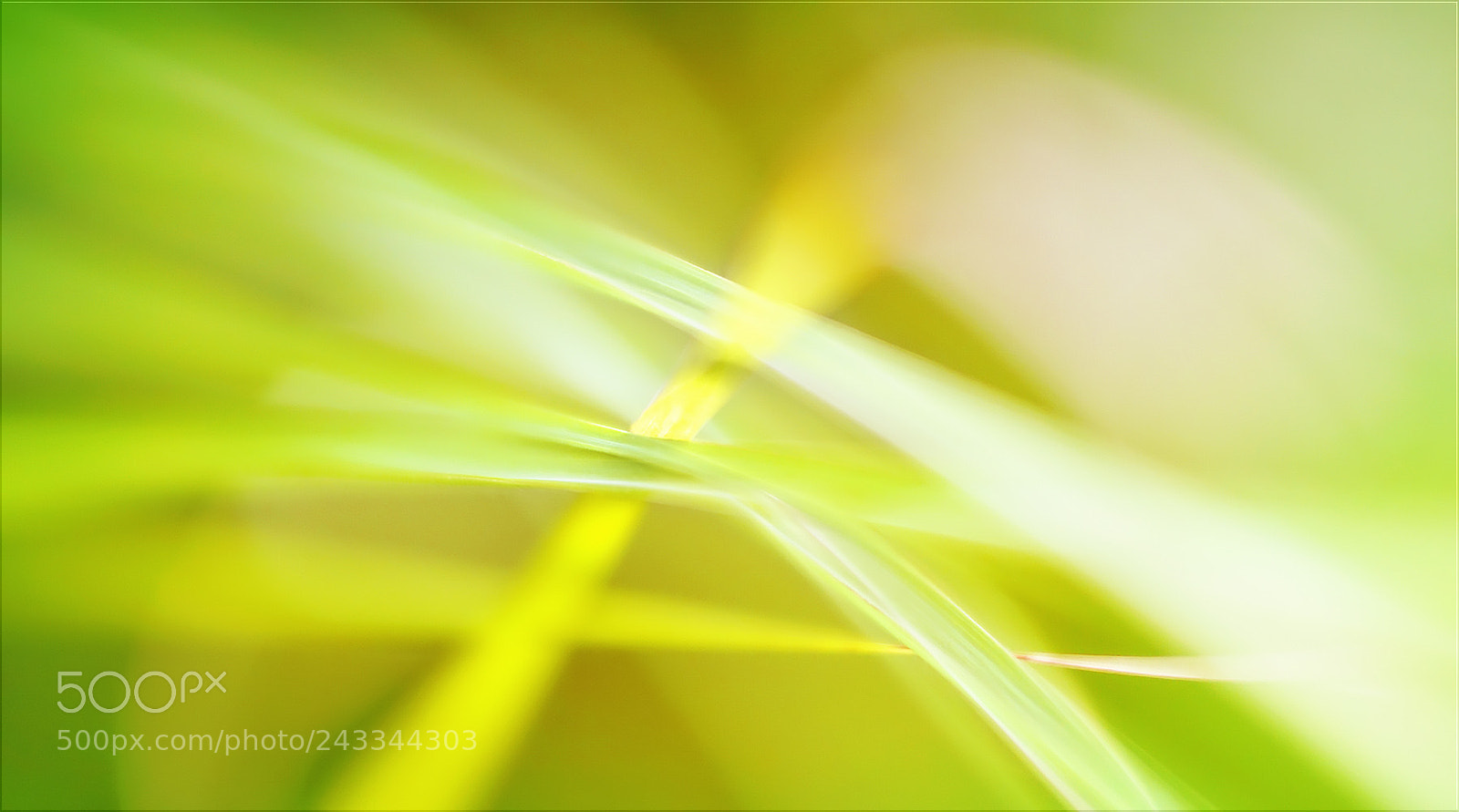 Sony a7R II sample photo. Durch die gr ser photography