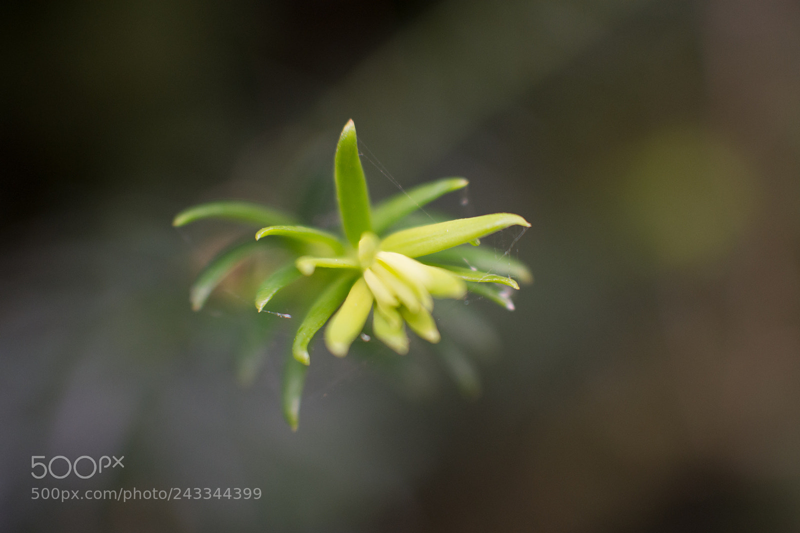 Nikon D7200 sample photo. Wiesenkraut photography