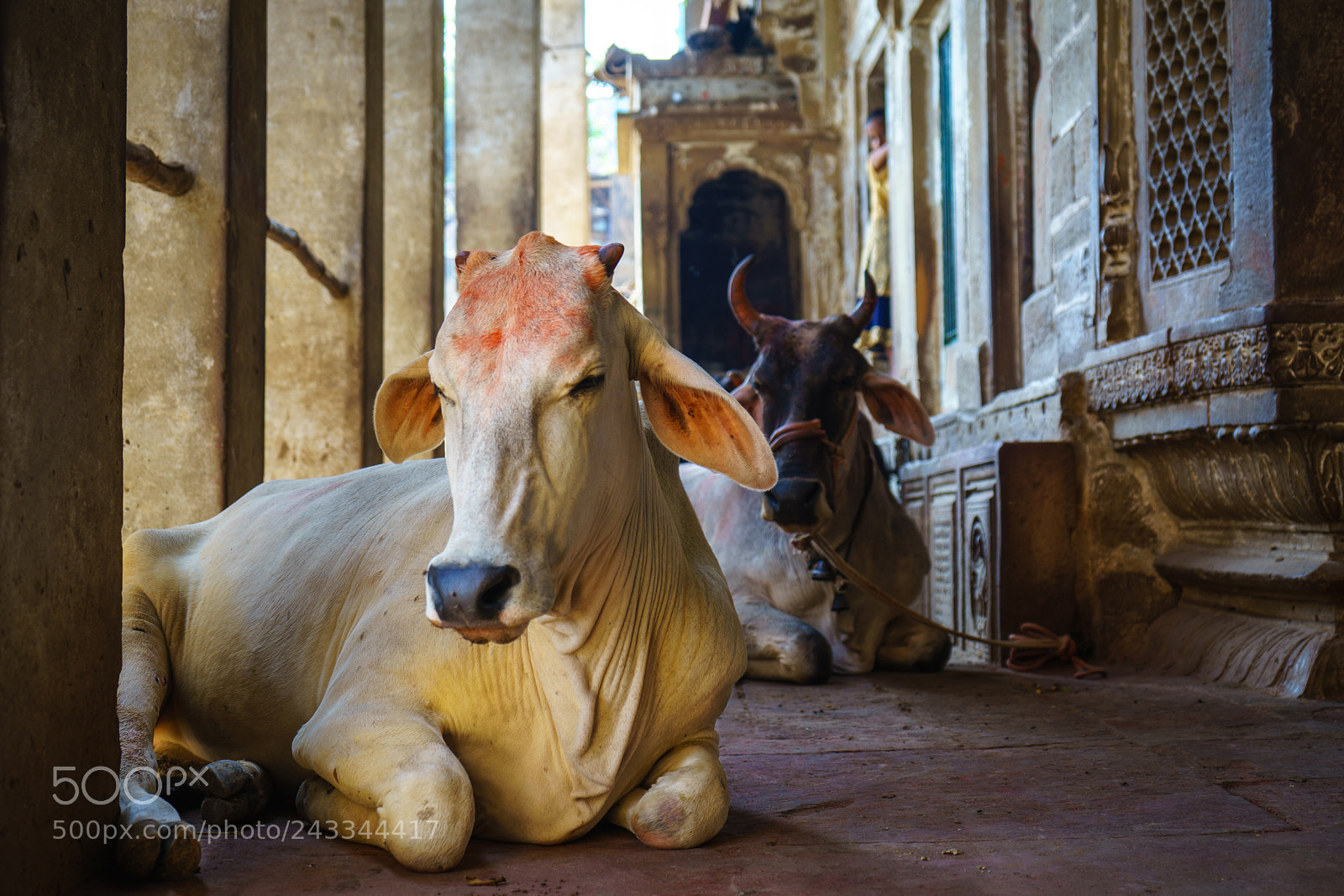 Sony a7 II sample photo. Holy cow in india photography