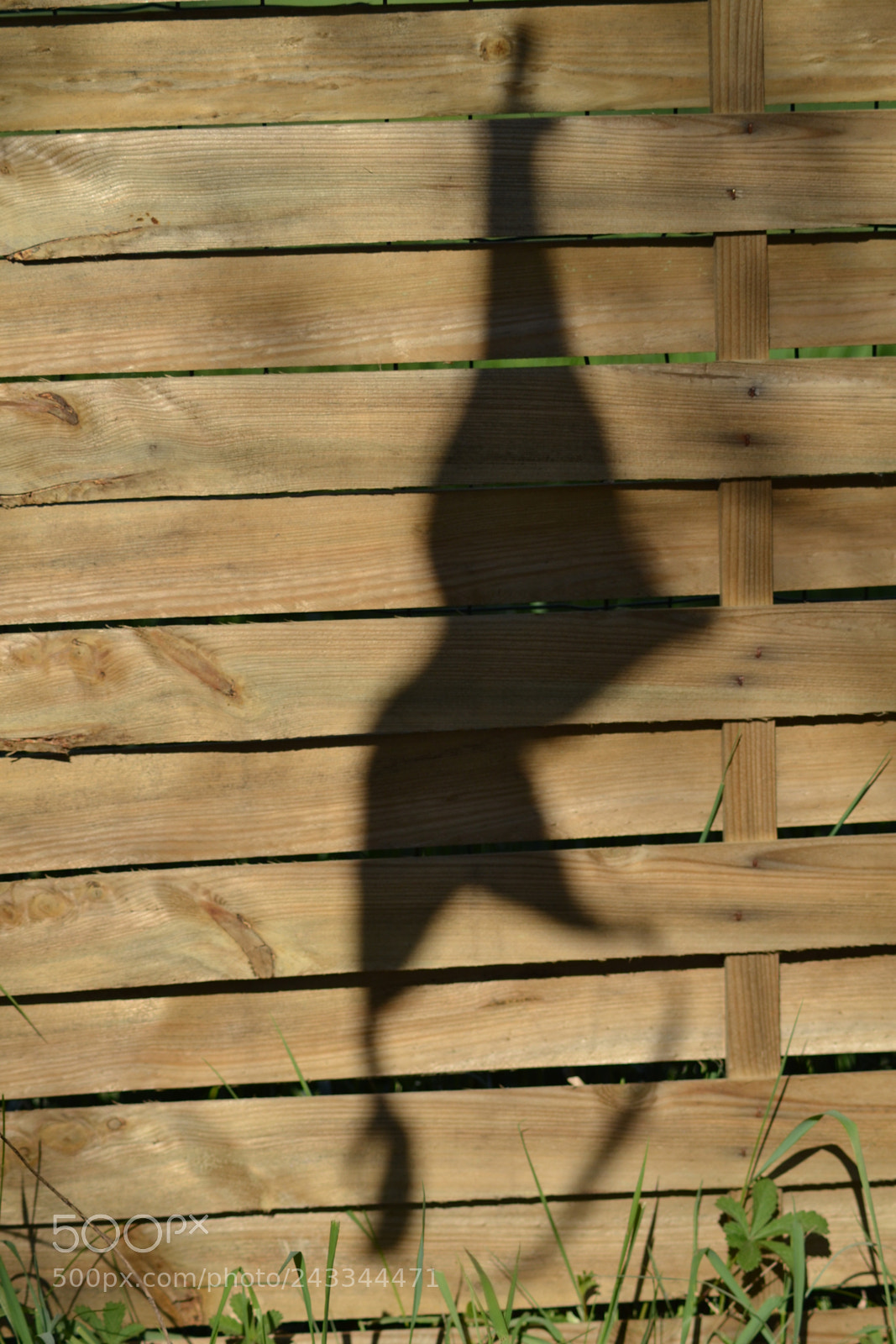 Nikon D3100 sample photo. Ombre chinoise photography