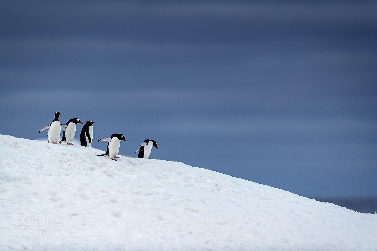 Canon EOS-1D X Mark II sample photo. Pingu inos gentu gourdin photography