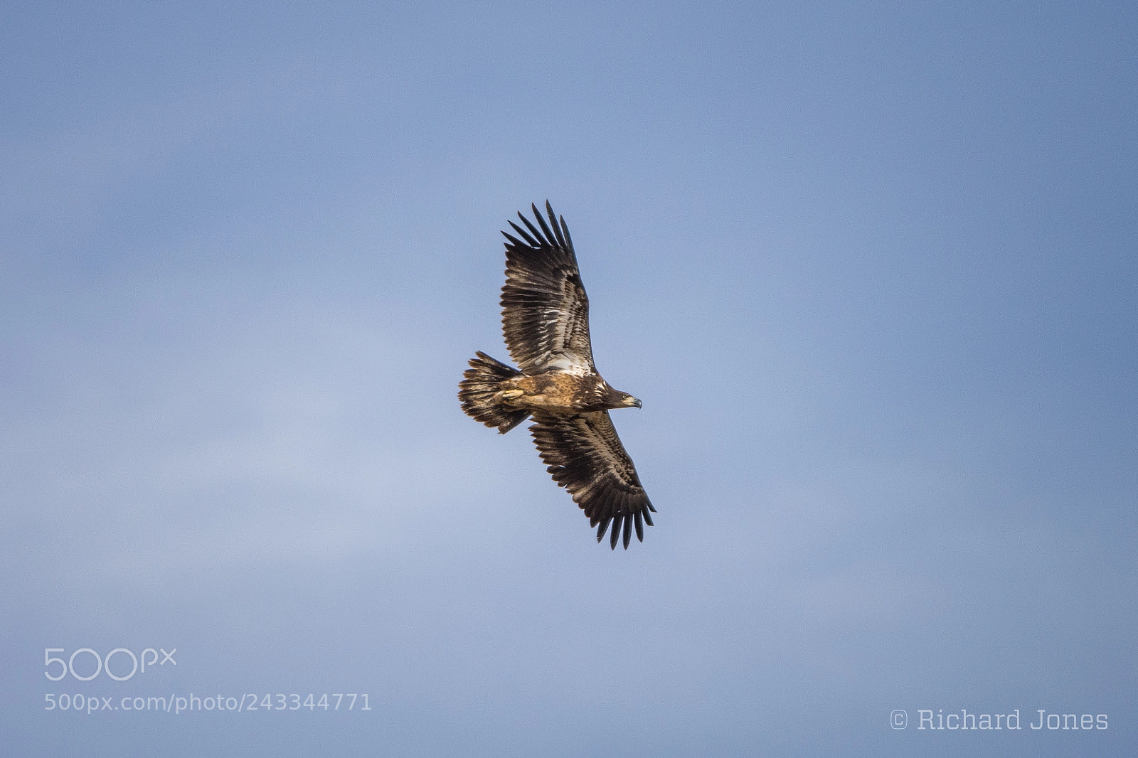 Nikon D7200 sample photo. Juvenile golden eagle photography