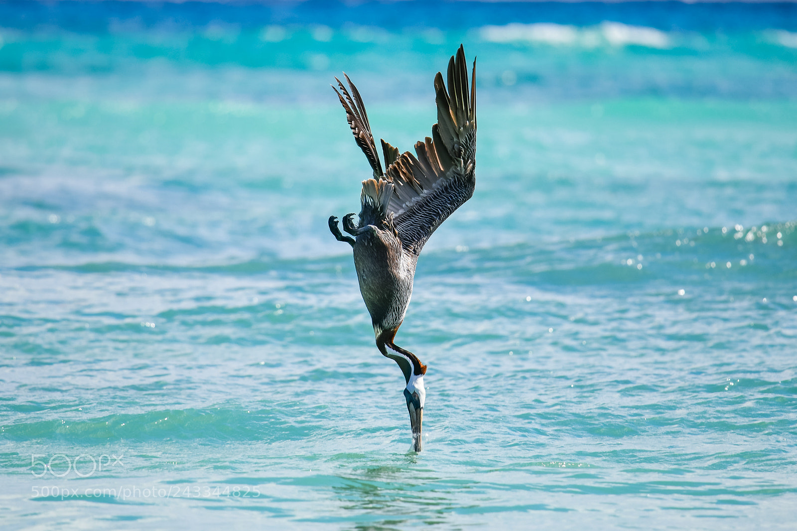 Nikon D850 sample photo. Pelican dive photography