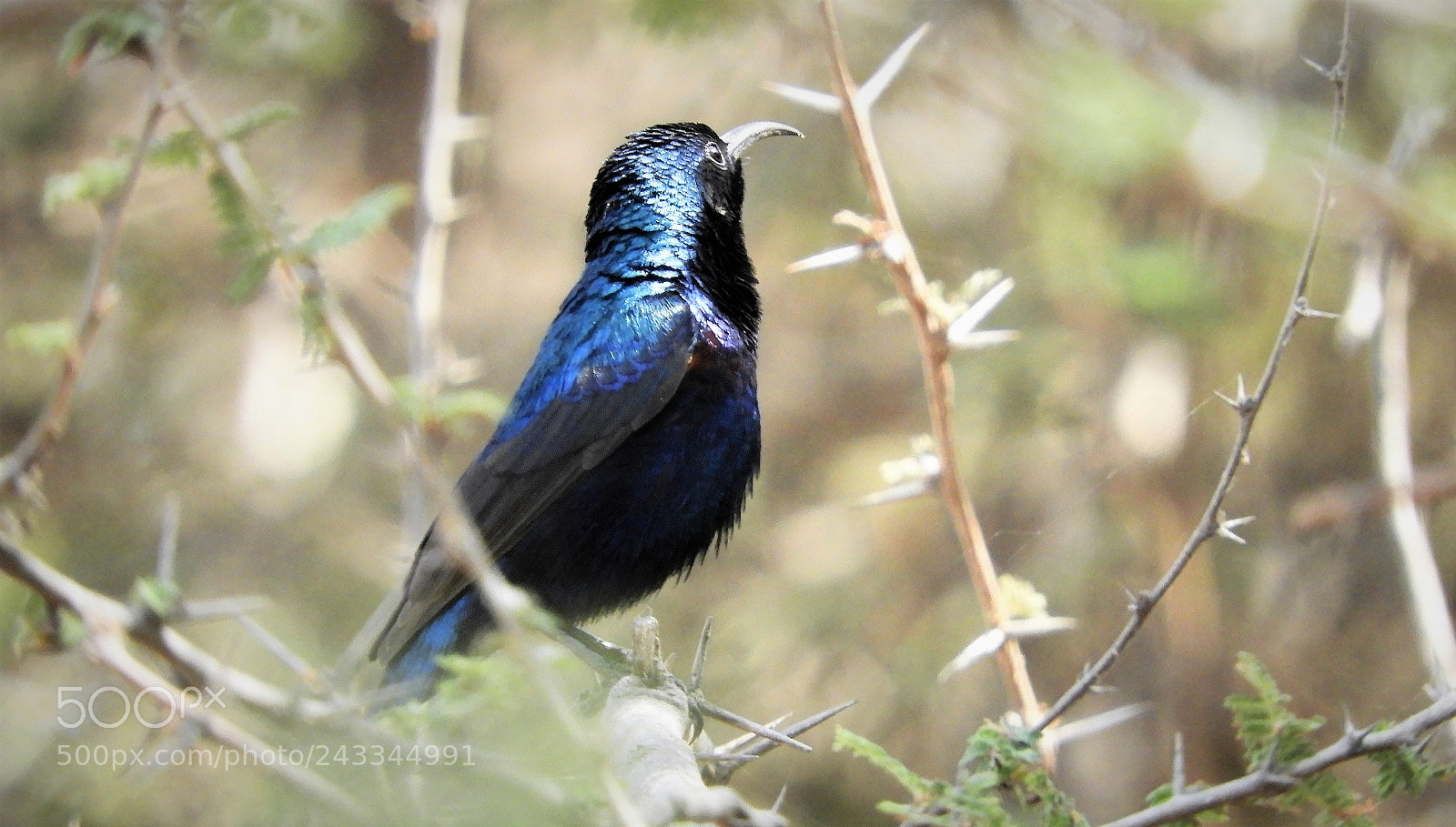Nikon Coolpix B700 sample photo. Purple sunbird photography