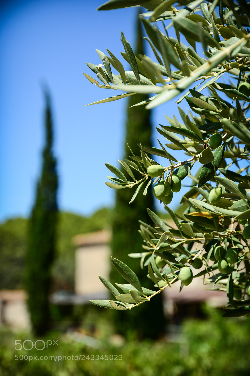 Nikon D7100 sample photo. Olive @abbaye de valmagne photography