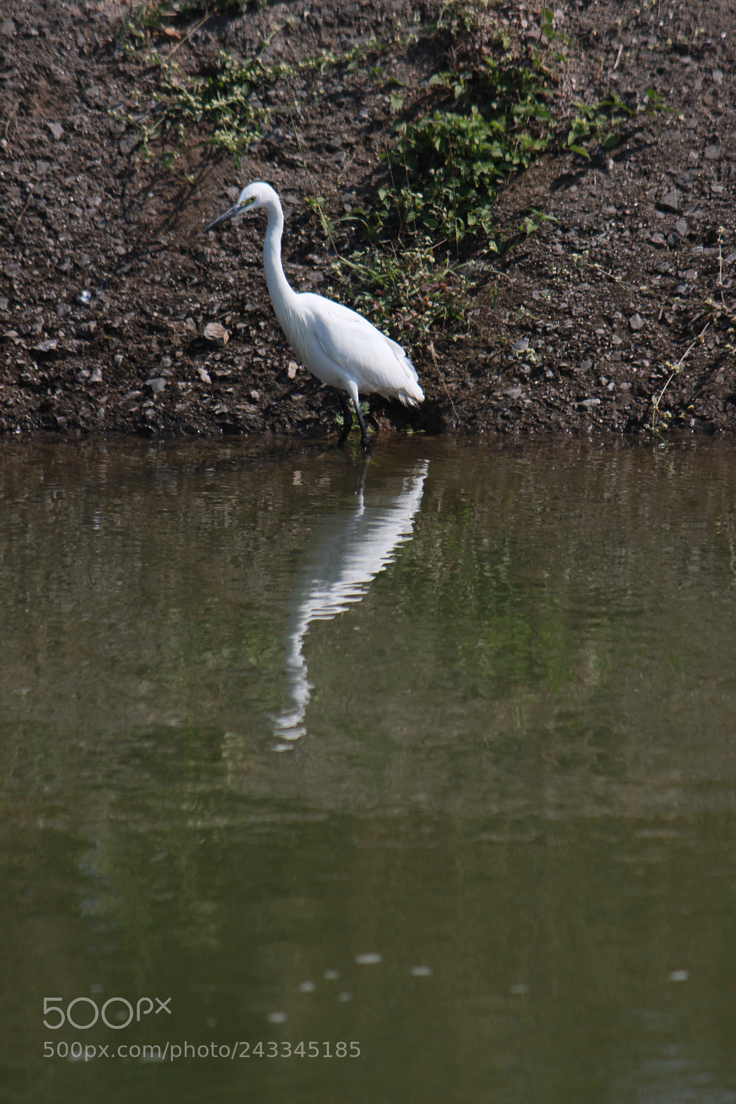 Canon EF-S 55-250mm F4-5.6 IS II sample photo. Untitled photography